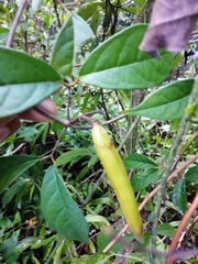 Bignonia