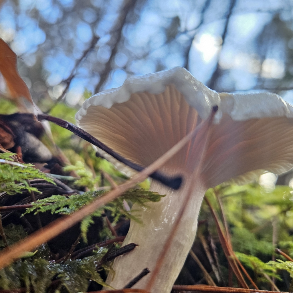 Hygrophorus flavodiscus · November 2025 · photo: © andrew2402 (iNaturalist, cc-by)