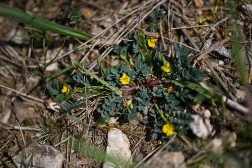 Two-flowered Horseshoe-vetch (Hippocrepis biflora)