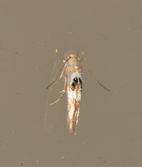 Hieromantis ephodophora