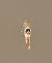Hieromantis ephodophora