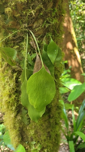 Antrophyopsis manniana