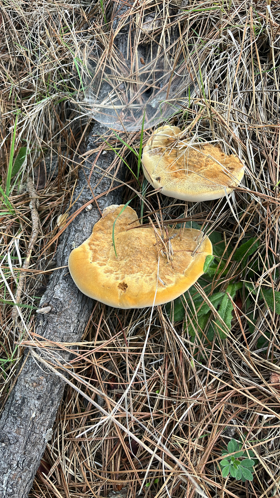 Onnia subtriquetra · December 2025 · photo: © nelsonb (iNaturalist, cc-by)