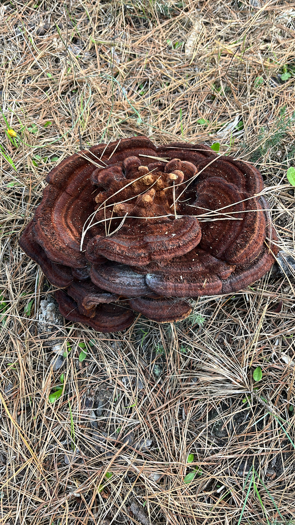 Phaeolus hispidoides · December 2025 · photo: © nelsonb (iNaturalist, cc-by)