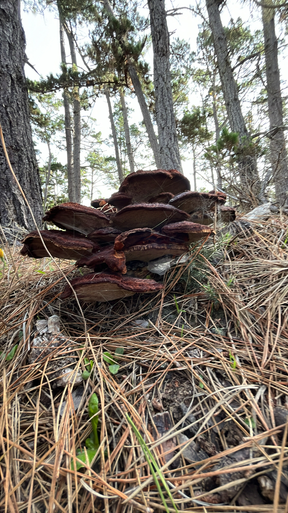 Phaeolus hispidoides · December 2025 · photo: © nelsonb (iNaturalist, cc-by)
