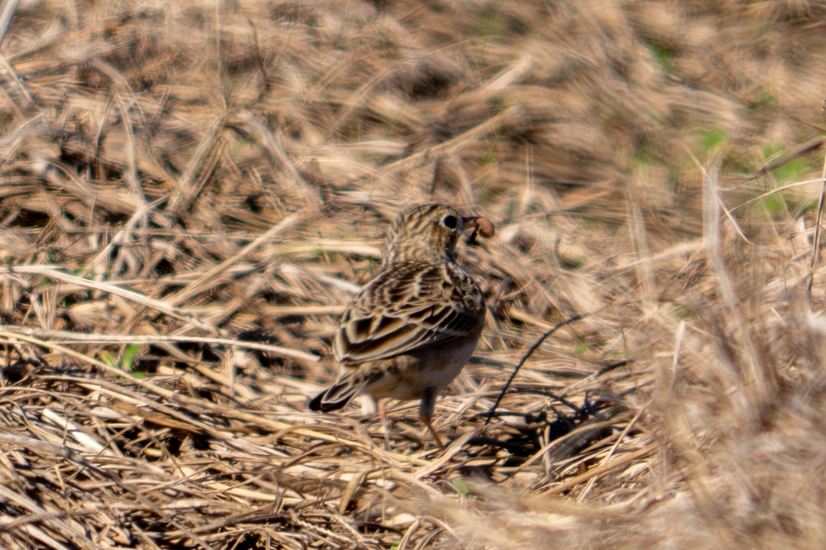 Sprague's Pipit (Anthus spragueii), photo 7