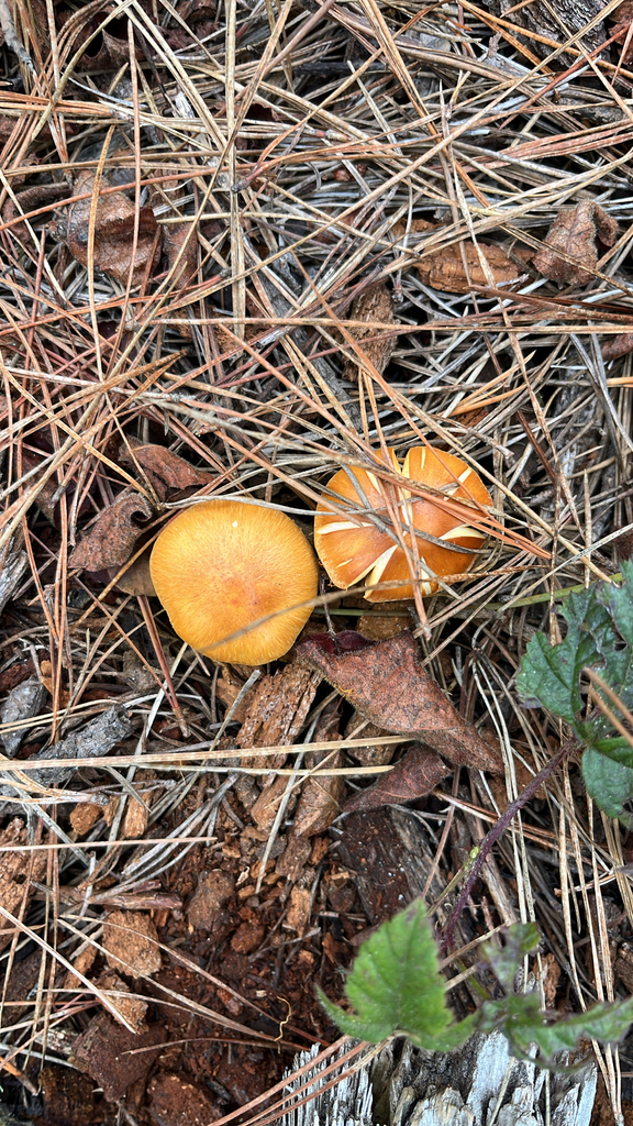 Gymnopilus aurantiophyllus · December 2025 · photo: © nelsonb (iNaturalist, cc-by)