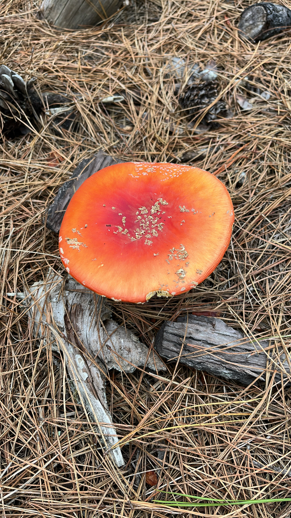 Amanita muscaria flavivolvata · December 2025 · photo: © nelsonb (iNaturalist, cc-by)