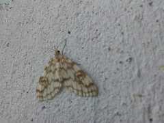 Parallage inconcinna