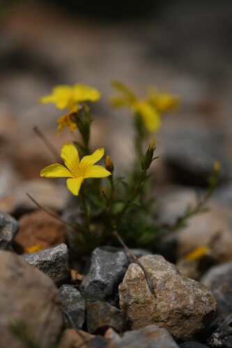 Yellow Herbaceous Flax (Linum campanulatum)