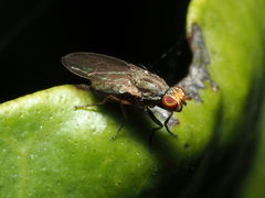 Trixoscelis pedestris