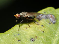 Trixoscelis pedestris