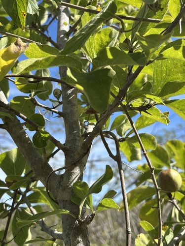 Randia capitata, photograph 5