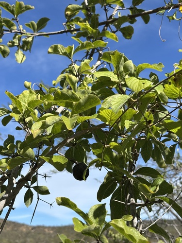Randia capitata, photograph 6