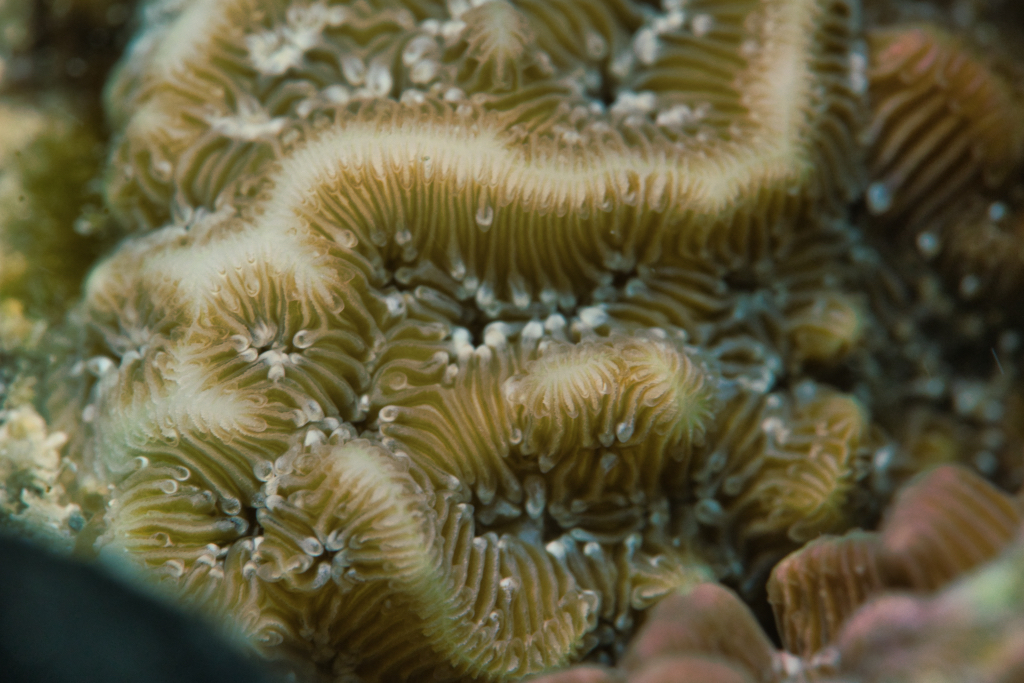 Corrugated Coral
