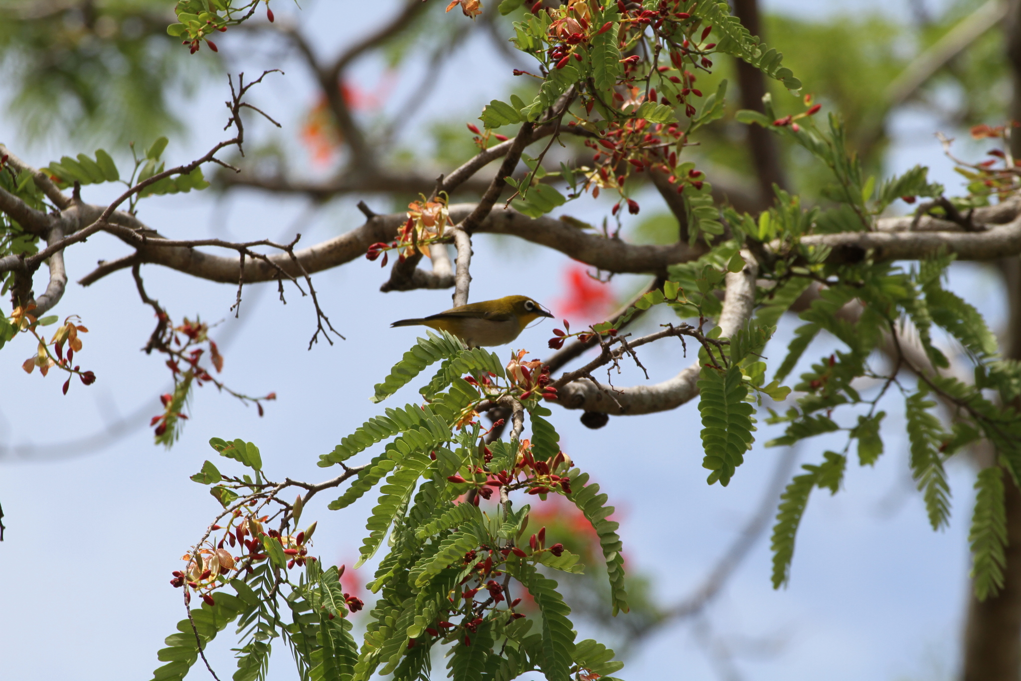 Malagasy White-eye (Zosterops maderaspatanus), photo 4