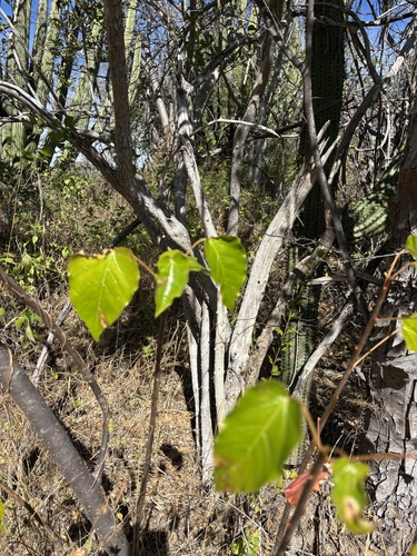 Jatropha vernicosa, photograph 5