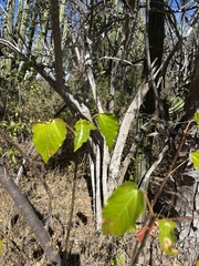 (c) Sula Vanderplank, some rights reserved (CC BY) Jatropha vernicosa, photograph (c) Sula Vanderplank, some rights reserved (CC BY)
