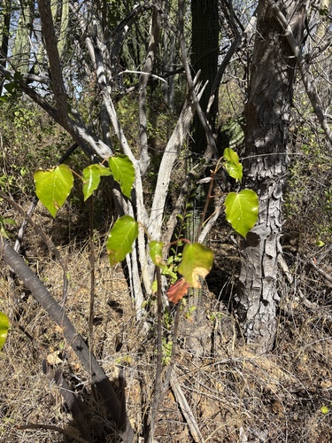 Jatropha vernicosa, photograph 6