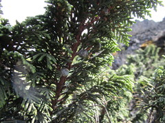Juniperus monticola