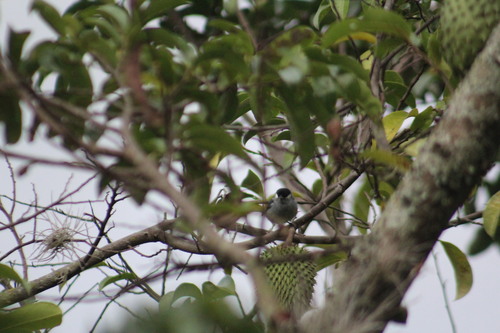 White-eared Conebill (Conirostrum leucogenys), photo 3