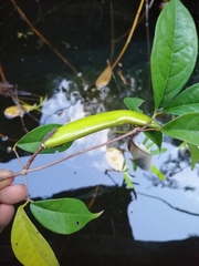 Bignonia