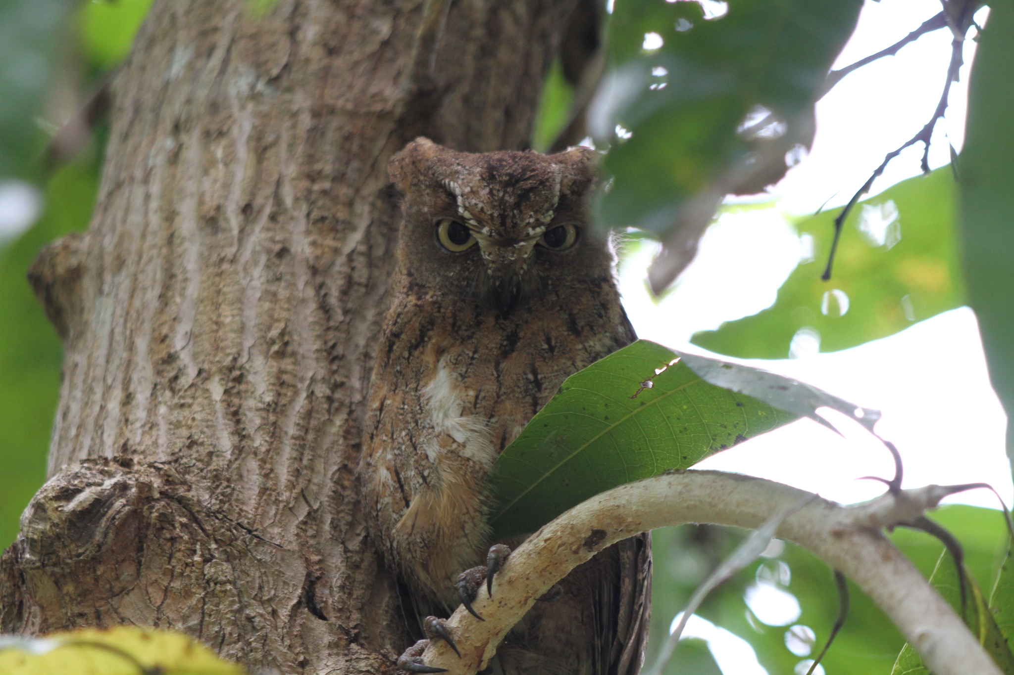Madagascar Scops Owl (Otus rutilus), photo 6