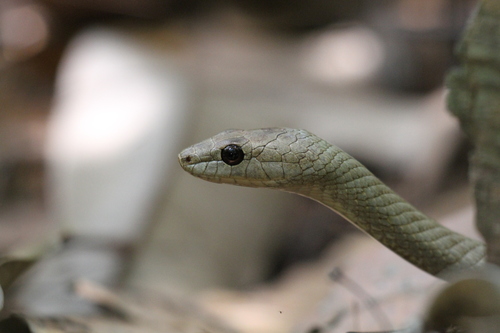 Tiny Night Snake