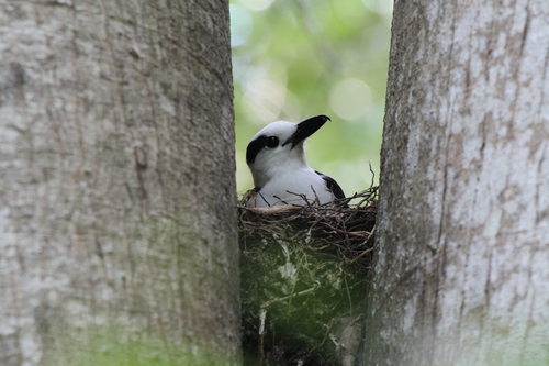 Hook-billed Vanga (Vanga curvirostris), photo 3