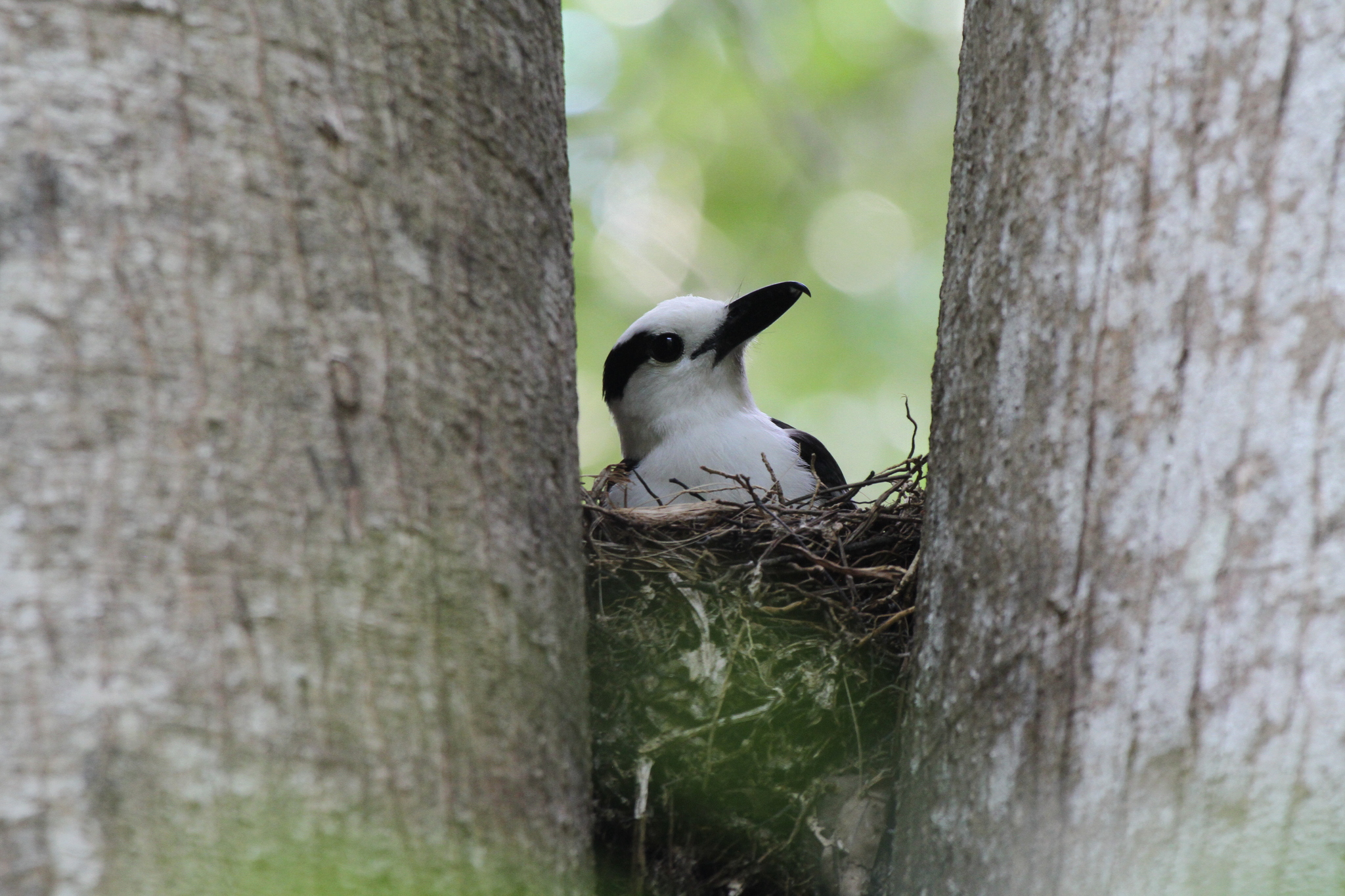 Hook-billed Vanga (Vanga curvirostris), photo 3