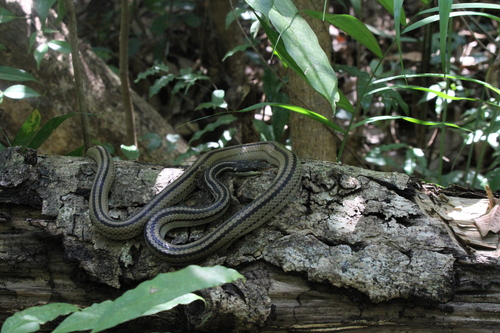 Four-striped Snake