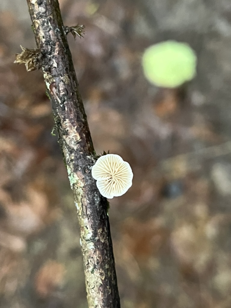 Crepidotus · December 2025 · photo: © clarko13 (iNaturalist, cc0)