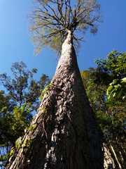 Ulmus mexicana