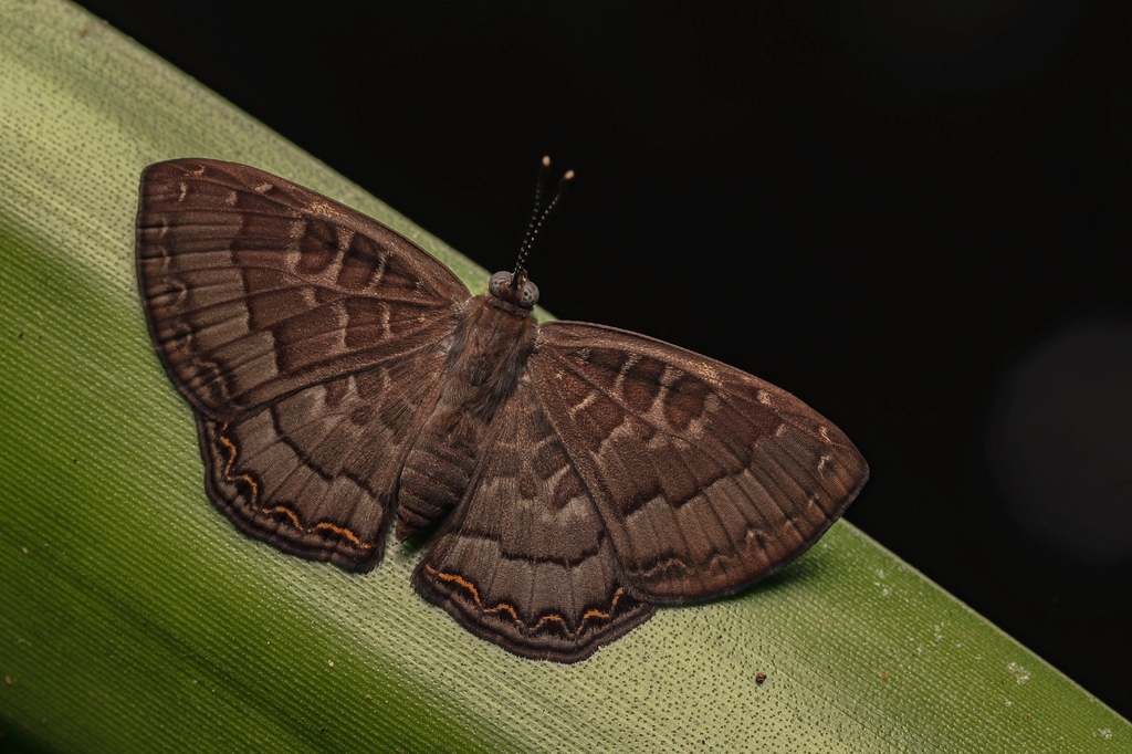 Napaea phryxe