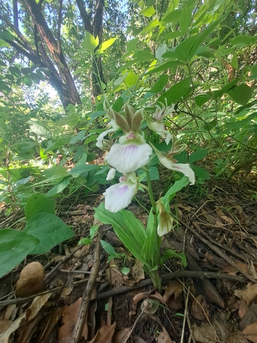 Eulophia guineensis