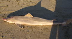 Galeorhinus galeus