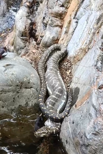 Coastal Carpet Python sighting