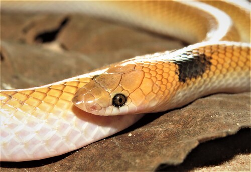 Gomes' Pampas Snake