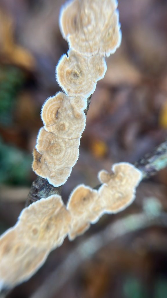 Stereum ochraceoflavum · December 2025 · photo: © daniel_castanhal (iNaturalist, cc-by)