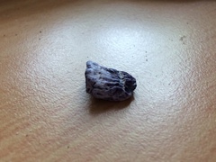 Austrobalanus imperator