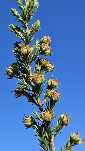 Gloomy Heath (Erica glumiflora)
