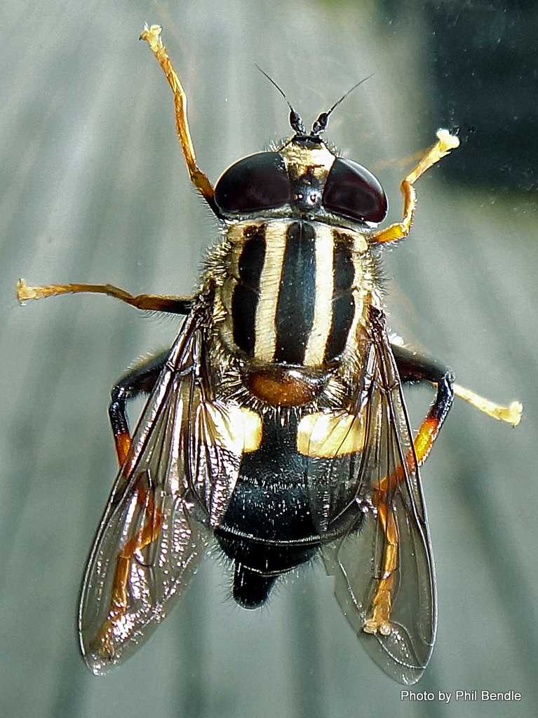 Three-lined Hover Fly