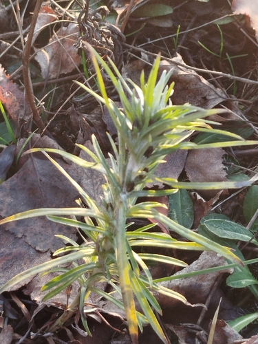 Omalotheca sylvatica iNat (2)