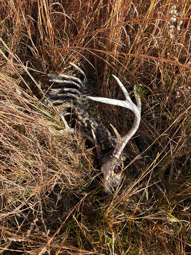 White-tailed Deer photographed in South Carolina