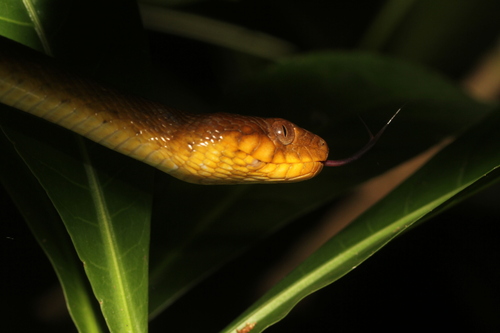 Common Madagascar Cat Snake