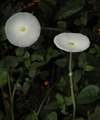 Leucocoprinus fragilissimus