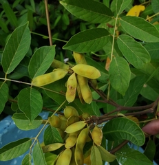 Lonchocarpus luteomaculatus