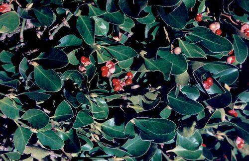 Euonymus japonicus iNat (3)