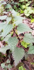 Urtica chamaedryoides