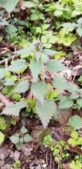 Urtica chamaedryoides